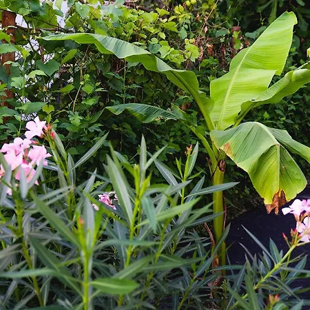 Casa De La Mare - Villa Albena