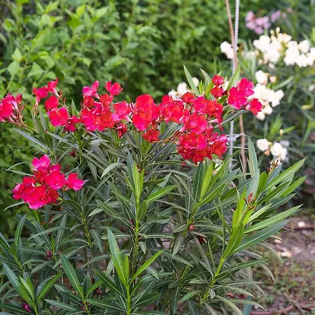 Βίλα Casa De La Mare - Αλμπένα