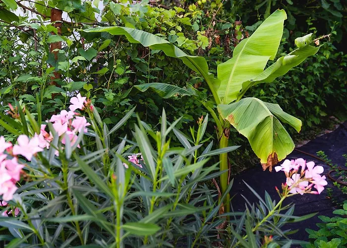 Casa De La Mare - וילה אלבנה