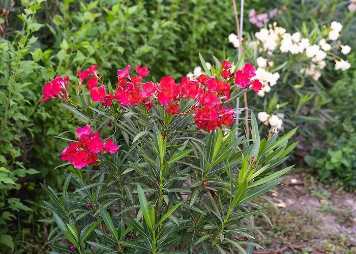 וילה Casa De La Mare - אלבנה